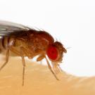 Drosophila melanogaster. Sanjay Acharya