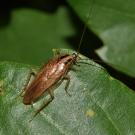 German cockroach
