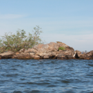 The rocky reefs of Lake Victoria host many cichlids, but few fish-eating species survive.