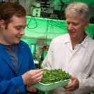 Two men look at plants in a laboratory