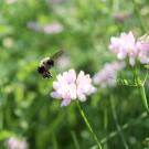 A bumblebee flies near a flower