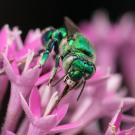Orchid bee