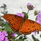 The Gulf Fritillary is a subtropical butterfly that expanded its range into the Davis-Sacramento Valley in the past decade and seems to have done extremely well during the drought years. Kathy Keatley Garvey