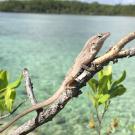 Brown anole (Anolis sagrei) 