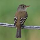 Willow Flycatcher