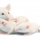 Mice