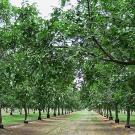 Scientists at the University of California, Davis, have for the first time sequenced the genome of a commercial walnut variety. 
