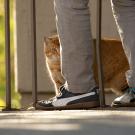 Cat and person