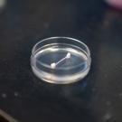 Lab-grown ligament resting in a clear petri dish on a dark laboratory surface.
