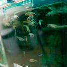 A closeup shot of pale fish in a blue-green aquarium