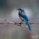 A California Scrub-Jay with vivid blue and gray plumage perches on a barbed wire fence, facing left against a soft, blurred natural background.