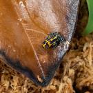 A small, vibrantly colored poison dart frog with black, yellow, and green markings sits on the edge of a dried brown leaf, surrounded by damp moss and plant matter.
