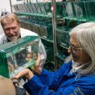 Professors Bruce Draper (left) and Sean Burgess (right) are using genetically modified zebrafish to develop a rapid and sensitive assay to identify pesticides and other chemicals with reproductive toxicities. 