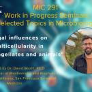 MIC 291 Seminar: Dr. David Booth presents: "Algal influences on multicellularity in choanoflagellates and animals" Flyer