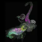 Confocal image of a Drosophila uterus with fluorescent markers in magenta, green, yellow, and cyan, highlighting cellular structures and nuclei.