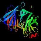 A rendering of the BRCA2 protein