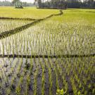 Rice paddy