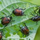 Six shiny green and brown beetles on a leaf with visible bite marks.
