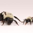Two fuzzy bumblebees, one larger and one smaller, on white background