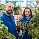 New work by Alex Cantó-Pastor (left) and Professor Siobhan Brady, Department of Plant Biology, shows how tomato plants protect themselves from drought by waterproofing their roots. The findings could lead to new ways to breed drought-tolerant tomato and other crops. (Photo by TJ Ushing for the College of Biological Sciences)