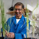 Venkatesan Sundaresan, a plant reproduction biologist has received has been awarded a 2024 Wolf Prize in Agriculture for his groundbreaking work on plant reproduction, which led to a method for producing clonal plant seeds called “synthetic apomixes.” (Jael Mackendorf / UC Davis)