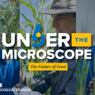 UC Davis scientists examine plants in lab and field with text overlay: Under the Microscope—The Future of Food.