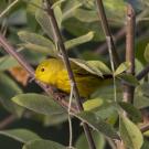 Yellow warbled