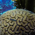 Two cleaner gobies are seen on the surface of a large brain coral structure, surrounded by soft corals in a vibrant reef environment.