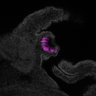 Black and white microscopic image of embryonic tissue with a curved cluster of glowing purple cells in the center