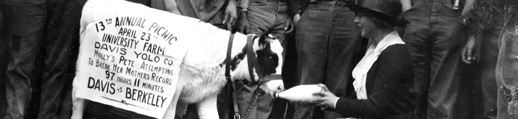 1921 scene with a calf drinking milk during Picnic Day.
