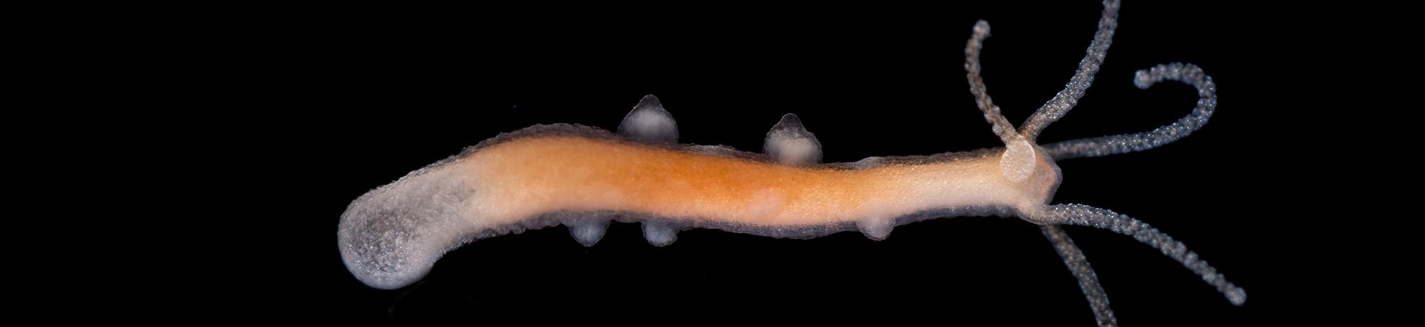 hydra