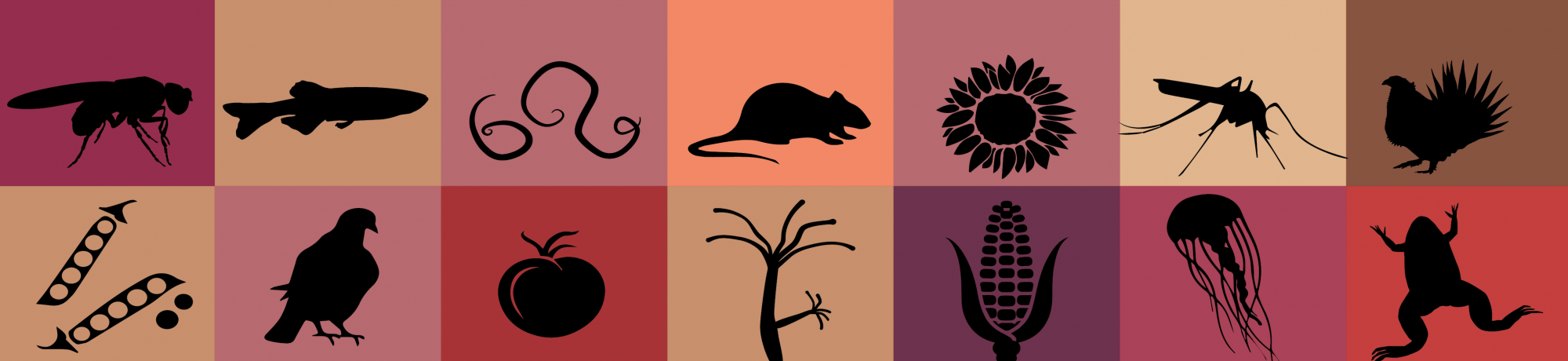 Model organism collage