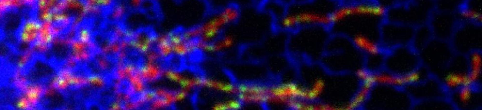 Aging, neurodegenerative disorders and metabolic disease are all linked to mitochondria, structures within our cells that generate chemical energy and maintain their own DNA. In a fundamental discovery with far-reaching implications, scientists at the University of California, Davis, now show how cells control DNA synthesis in mitochondria and couple it to mitochondrial division.