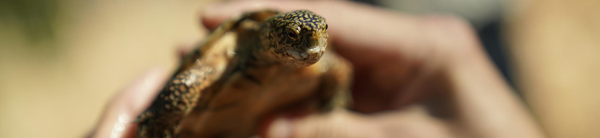 Closeup shot of a turtle being held by student