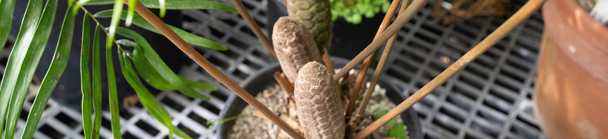 Close up shot of plant in pot with small thin branches