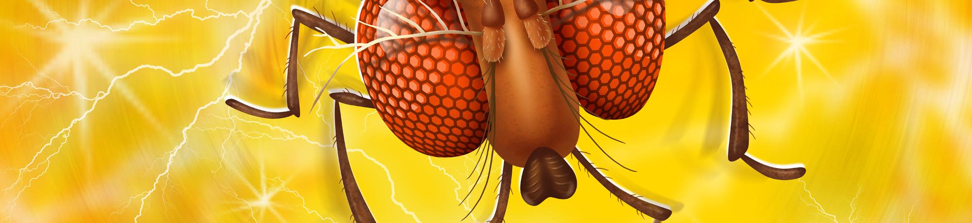 Fruit fly