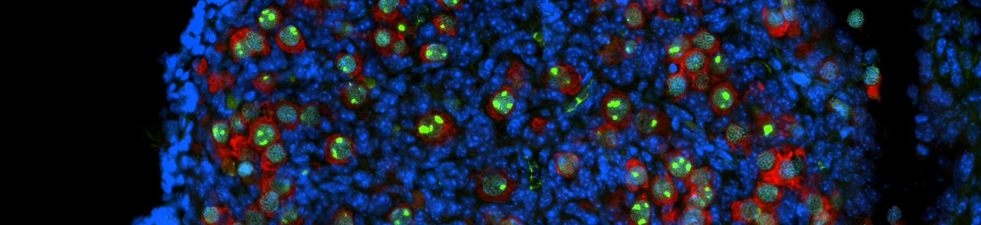 Closeup of an ovarian cell in blue on black background