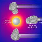 uc davis biomedical engineering immune cells biodetectors