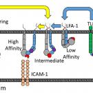 uc davis biomedical engineering non classical selectin signalling pathway neutrophils